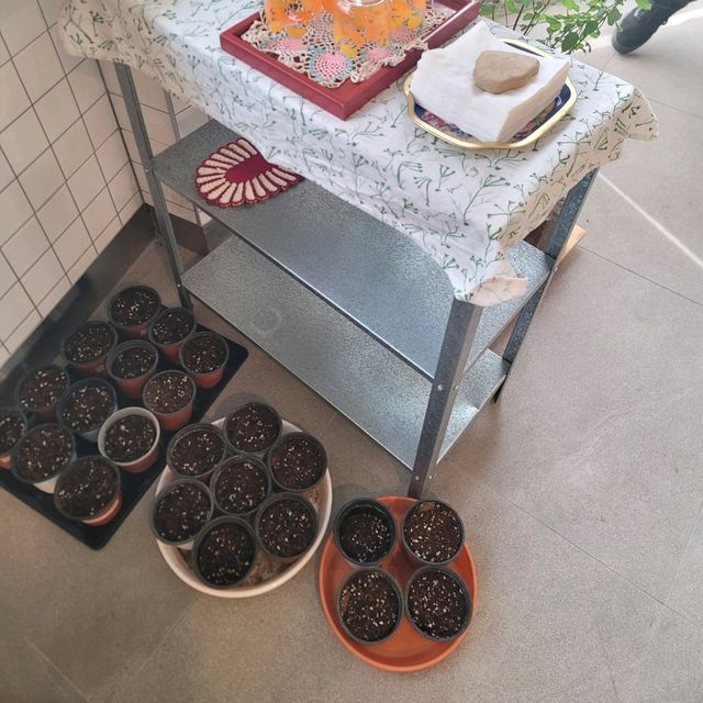 예쁜 식물들을 많이 볼 수 있는 볕좋은 대전 감성 카페 프롬더코너