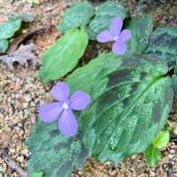 Penang Botanical Garden - a treasure for all