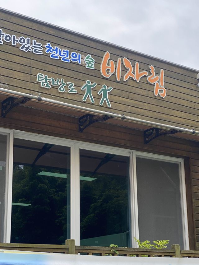 머릿속까지 맑아지는, 제주도 비자림🌴🌳🌲