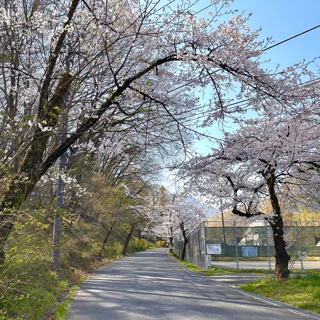 東京近郊景點 – 秩父羊山公園