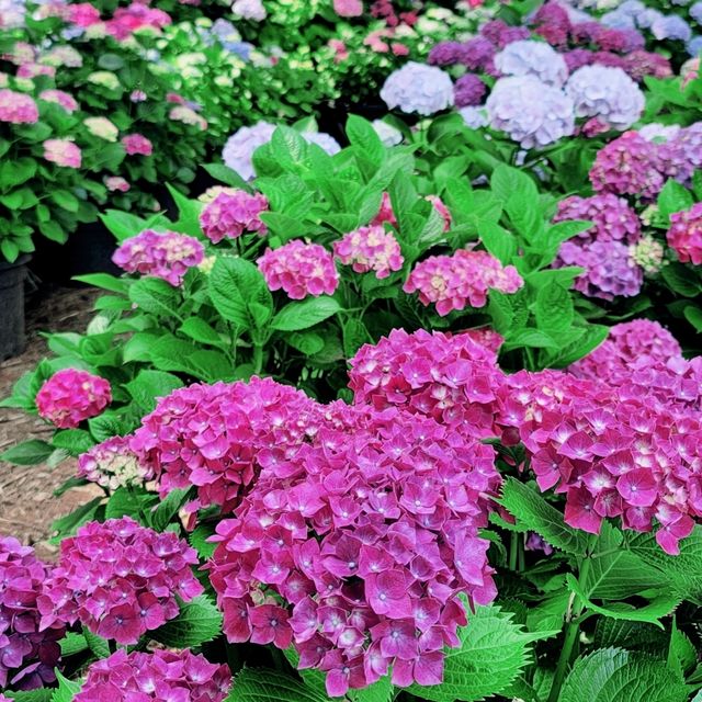 태안 코리아플라워파크에서 수국에 빠져보기💕