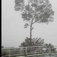 จุดชมวิวทะเลหมอก ธารทอง| KOTABARU🌿🍃