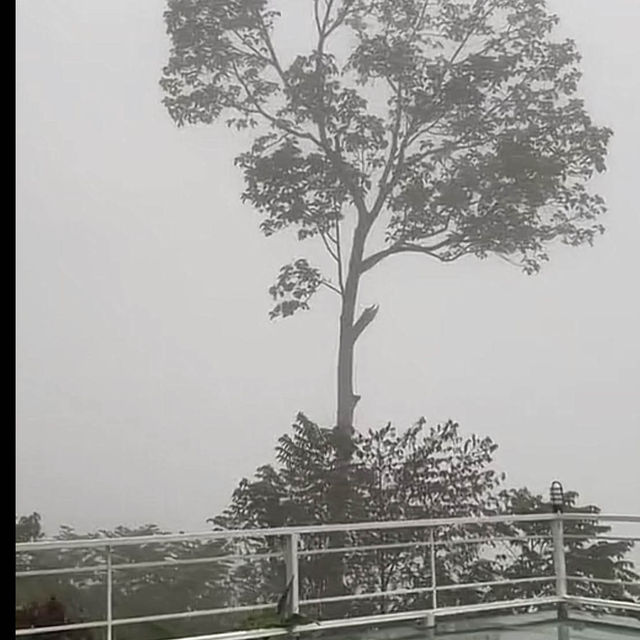จุดชมวิวทะเลหมอก ธารทอง| KOTABARU🌿🍃
