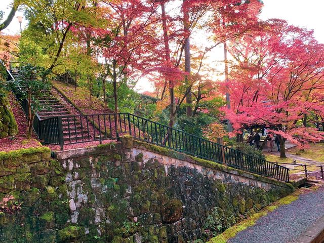 เที่ยวใบไม้เปลี่ยนสี เกียวโต วัดเอกันโดเซ็นริน ⛩️🍁
