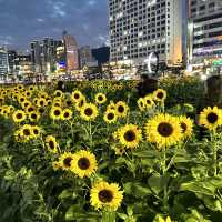 부산여행 광안리 해수욕장 해바라기 🌻