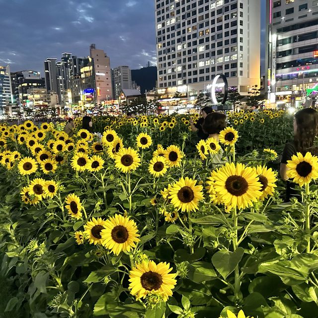 부산여행 광안리 해수욕장 해바라기 🌻