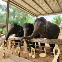 Kenyir Elephant Conservation Village