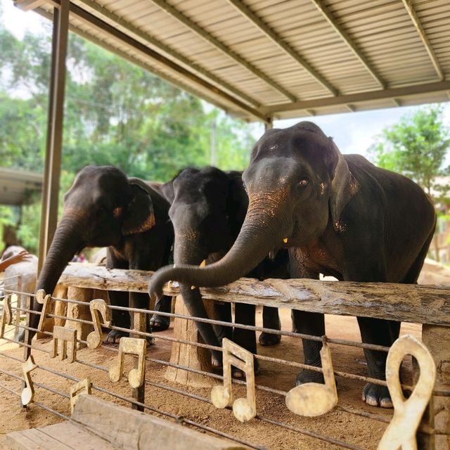 Kenyir Elephant Conservation Village