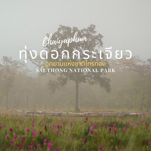 ทุ่งดอกกระเจียวบาน  อุทยานแห่งชาติไทรทอง