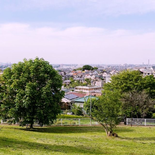 🌸 다마시의 도쿄도에서 깨끗하게 관리된 사쿠라가오카 공원.