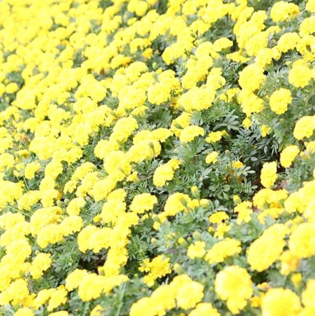 Sea of Flowers in Xinshe