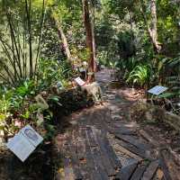 Tropical Spice Garden