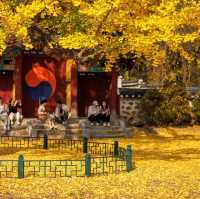 Beautiful Autumn of Sejong Ginkgo Tree 