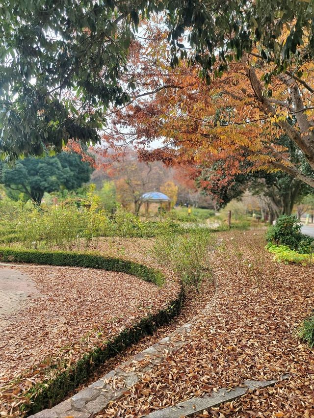 아직은 보내기 싫은 늦가을 즐기기🍁