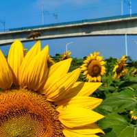 向日葵畑 🌻🌞燦爛陽光下的黃金海洋🌅🌻