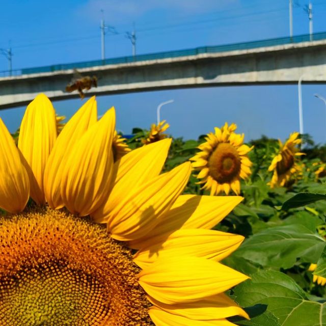向日葵畑 🌻🌞燦爛陽光下的黃金海洋🌅🌻