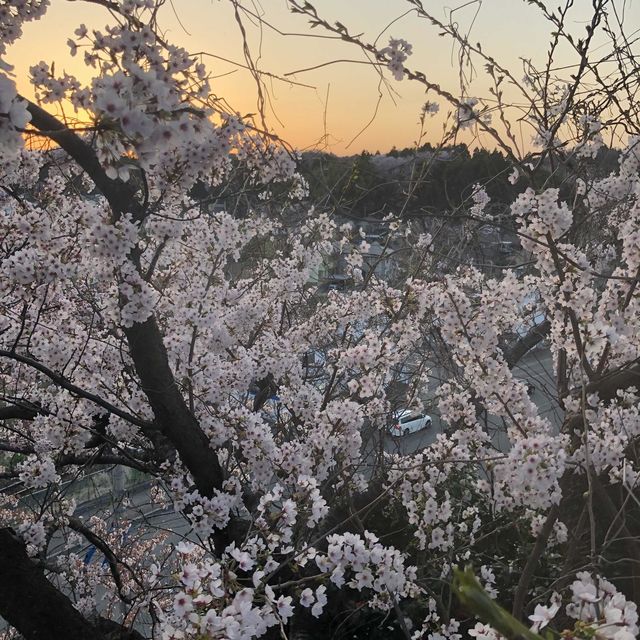 【小丸山城趾公園】