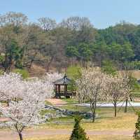 사람보다 벚꽃이 더 많은 공주 벚꽃 스팟모음🌸