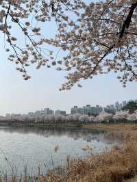 벚꽃 명소 🌸 서울에 석촌호수가 있다면 수원에는 만석공원!  