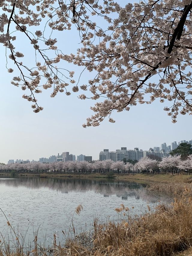 벚꽃 명소 🌸 서울에 석촌호수가 있다면 수원에는 만석공원!  
