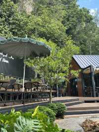 Into the forest  krabi🍃