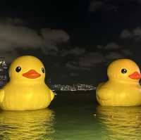 Yellow Ducks are back to Hong Kong 🐤🐤