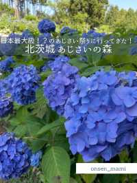 【茨城】日本最大級！？北茨城あじさいの森に行ってきた！