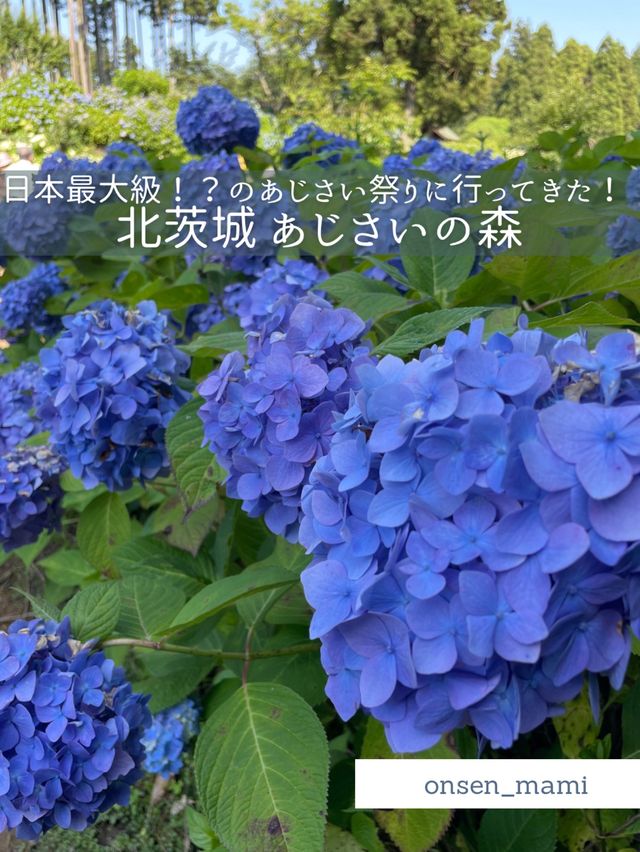 【茨城】日本最大級！？北茨城あじさいの森に行ってきた！