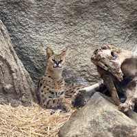 最棒動物園：神戶動物王國