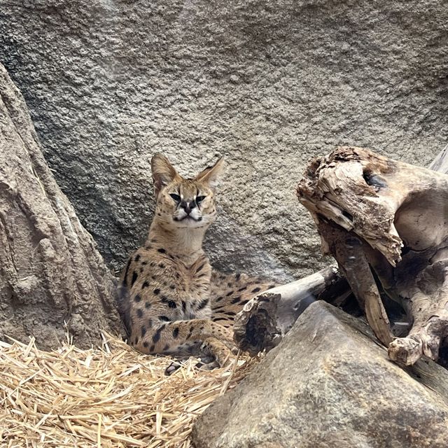 最棒動物園：神戶動物王國