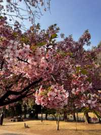 🌸春季東京旅行必去的櫻花景點——井之頭恩賜公園！