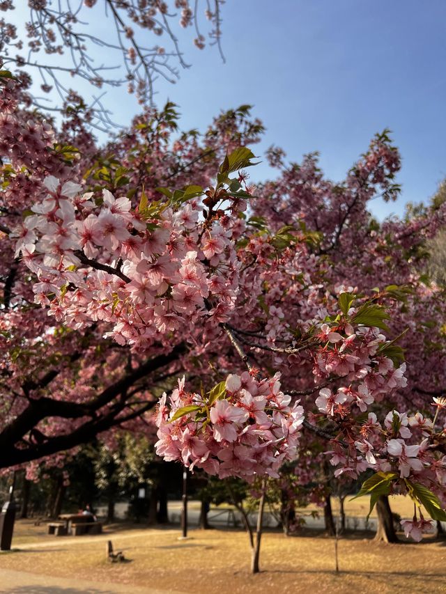 🌸春季東京旅行必去的櫻花景點——井之頭恩賜公園！