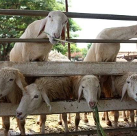 Swiss Sheep Farm ฟาร์มแกะน่ารักสไตล์สวิสเซอร์แลนด์