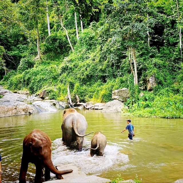 Wonderful Patara Elephant Farm 