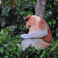 Tabin Wildlife Resort