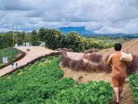 ไฮเดรนเยียคาเฟ่ เขาค้อ