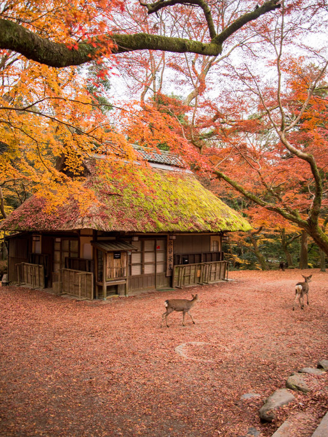 【まだ紅葉が物足りない！🍁】12月に見ることができる紅葉スポット紹介！全国編！🗺️