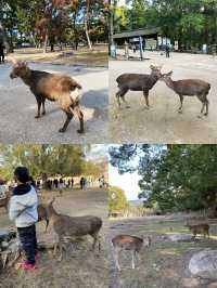Ohhh my deer in Nara Park 🦌🦌🦌