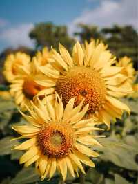 ไปถ่ายรูปกับดอกทานตะวันด้วยกันมั้ย🌻