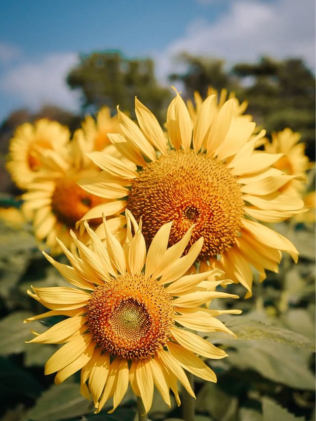 ไปถ่ายรูปกับดอกทานตะวันด้วยกันมั้ย🌻