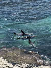 Rottnest Island