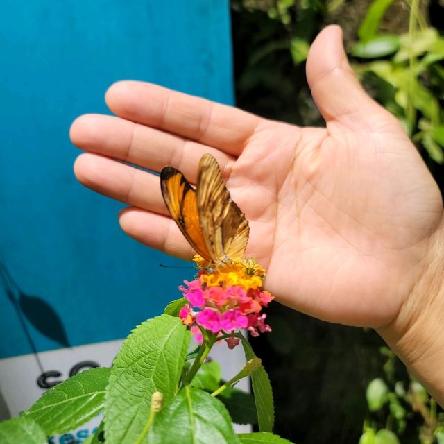 말레이시아 페낭 '나비정원' Entopia by Penang Butterfly Farm