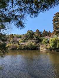 龍安寺の境内の鏡容池(おしどり池)の、水分石(みくまり石)の上には、２羽の鳥が仲良く並んでいた