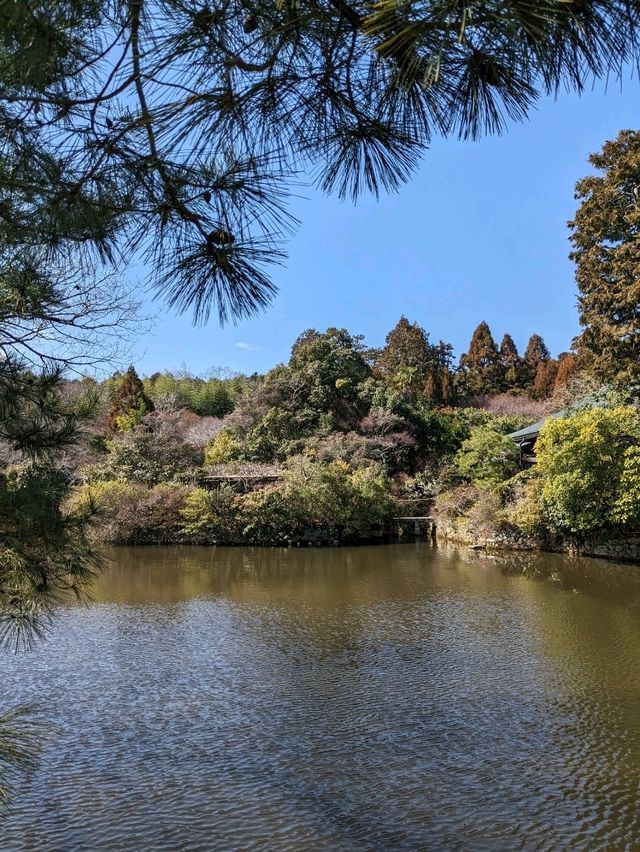 龍安寺の境内の鏡容池(おしどり池)の、水分石(みくまり石)の上には、２羽の鳥が仲良く並んでいた