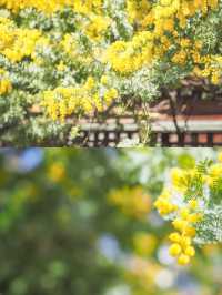 【蔵前神社】ミモザも一緒に楽しめる桜おすすめスポット
