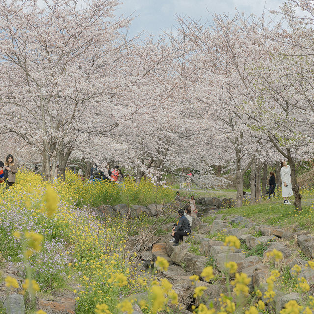 우리나라에서 가장먼저 피는 벚꽃 예래생태공원
