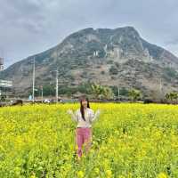 제주도 서귀포 산방산 유채꽃 🌼