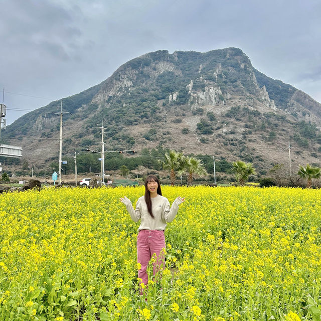 제주도 서귀포 산방산 유채꽃 🌼