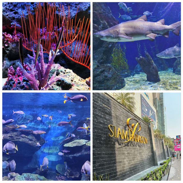 【曼谷】SEA LIFE Bangkok Ocean World：豐富海底探險