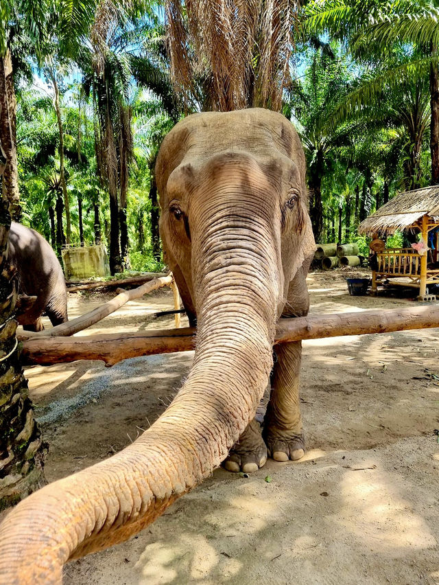 Krabi Elephant Shelter (Sanctuary)